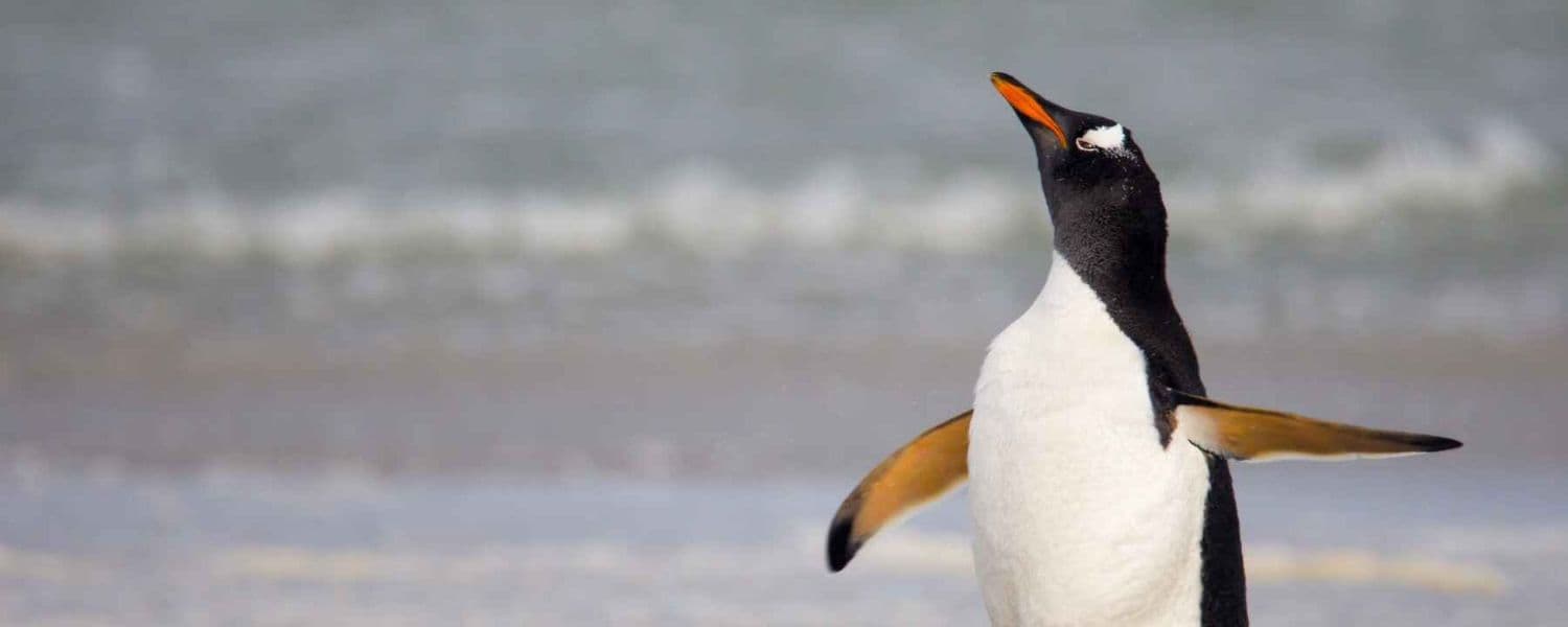 gentoo penguin