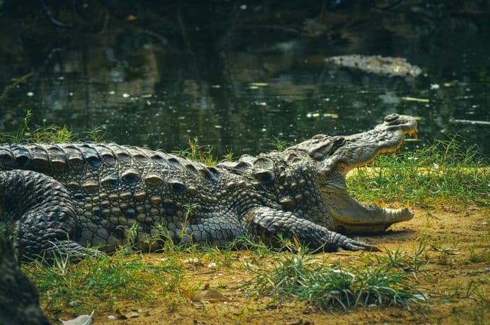 Ranthambore Crocodiles - KAR