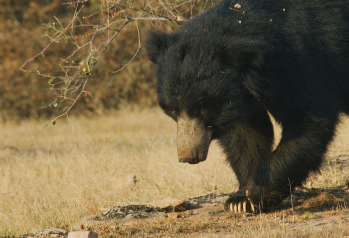 Sloth Bear Ranthambore - Kar Stock