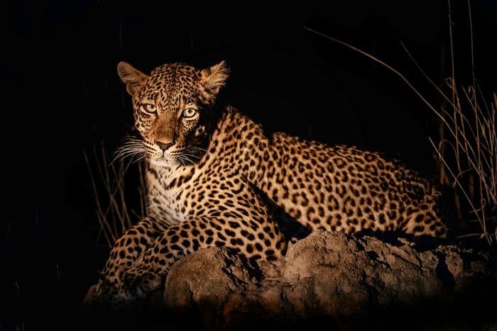 Leopard - Stock image