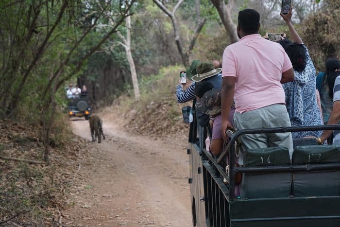 Ranthambore Tiger 3