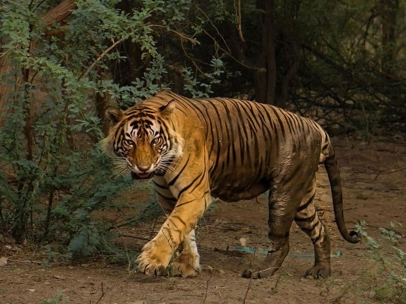 Ranthambore 4:3 - KAR